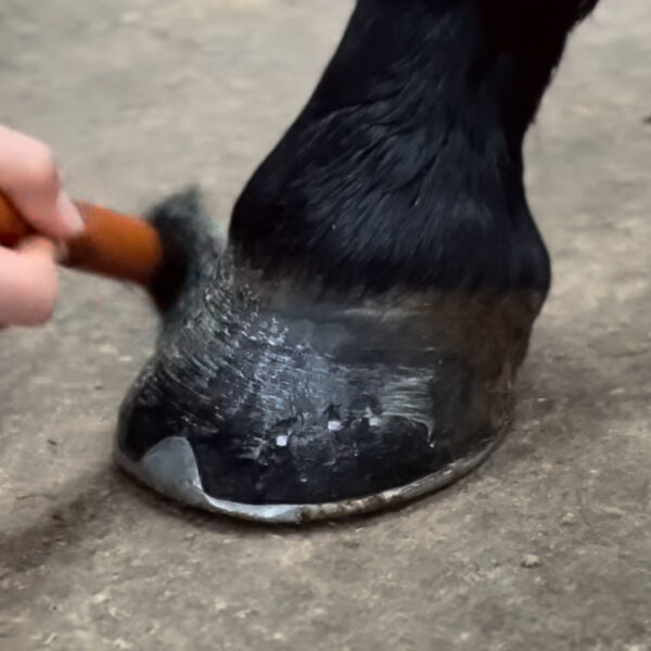 Hoof Cream – Image 3